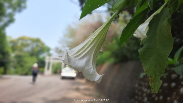 《台中》悠然雅緻｜后里毘盧禪寺小O精華步道202504042752307