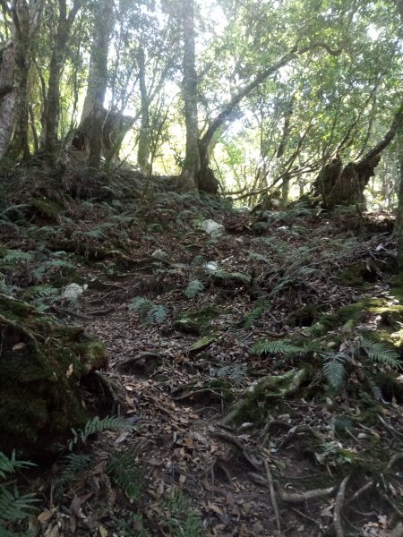 卡拉寶山+碧綠神木1858409