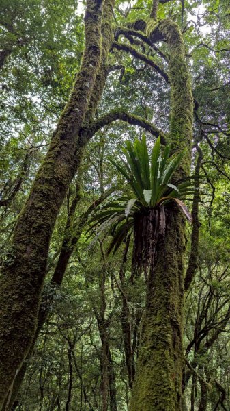 鎮西堡巨木步道群 (B區)2861213