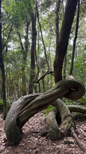 鵝黃色的優雅2960210