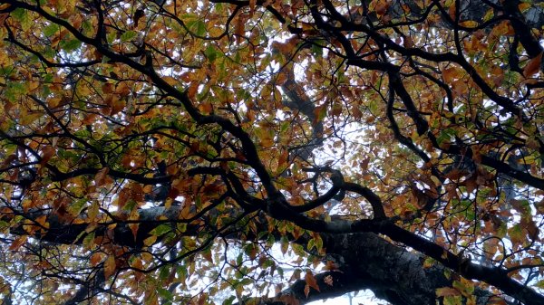  秋的色彩繽紛絢麗，美的讓人讚嘆不已!456364