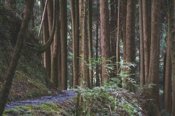 檜山巨木森林步道1177160
