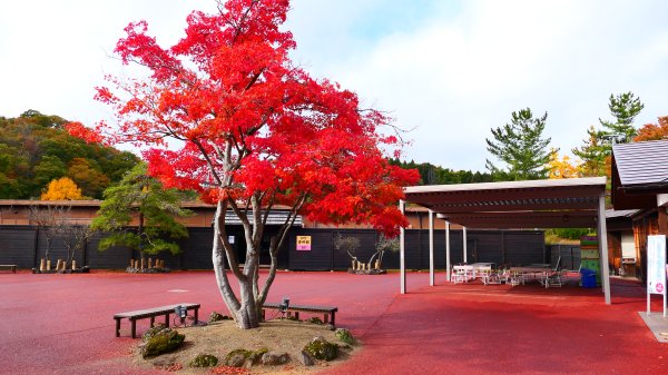 岩手縣藤原之鄉2930141