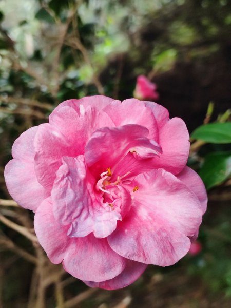 九讚頭車站-大崎棟.茶亭.逃學.騎龍古道20幾K繞大O2972509