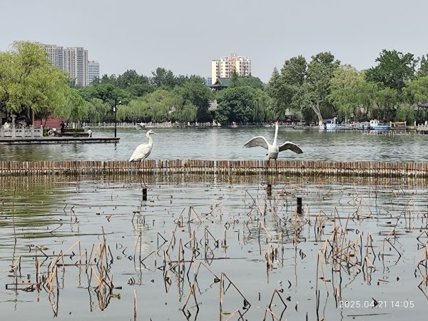 中國山東濟南大明湖、濟南古城、千佛山2775559