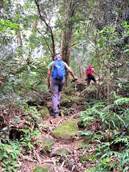 關西赤柯山+東獅頭山 O繞 202307262232655