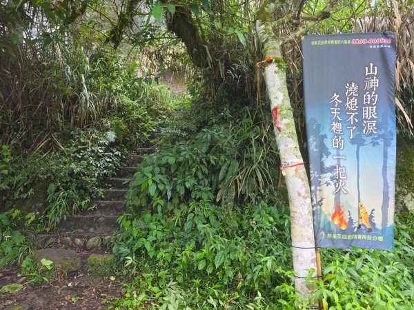 小百岳No.54⛰金柑樹山3119923