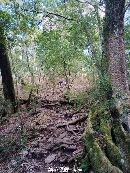 台中和平/2022谷關七雄慢旅台中登山活動認證。 針葉林道踩踏像地毯~馬崙山步道【谷關七雄】我完登了1939985