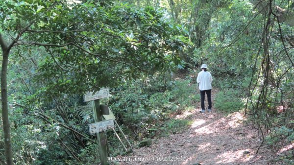 《苗栗》古道柳杉｜雲洞宮鳴鳳古道南長城步道登三湖山202505022777130