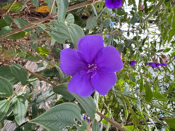 觀霧瀑布 賞鳥步道2926504