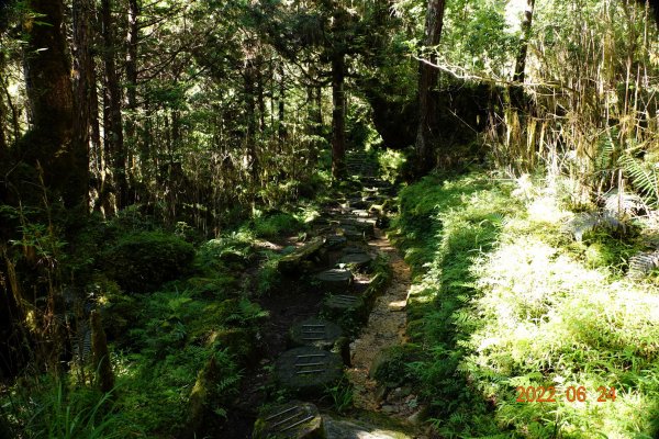 宜蘭 大同 太平山森林遊樂區 鐵杉林自然步道1743722