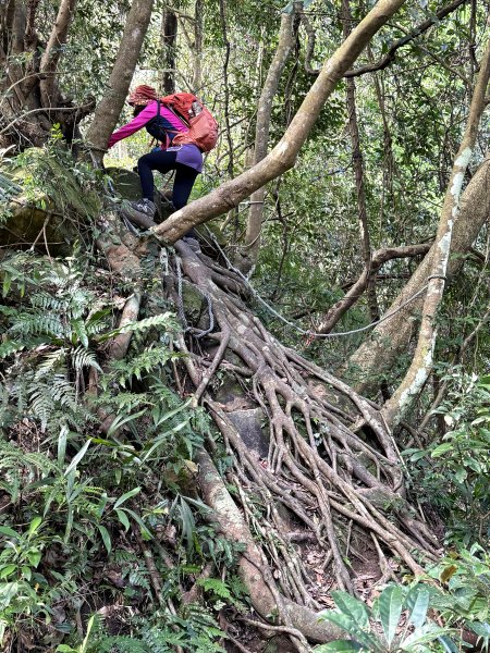 金面山-202503192770606