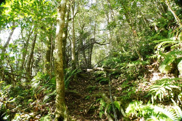 桃園 復興 把家灣山、低陸山2865347