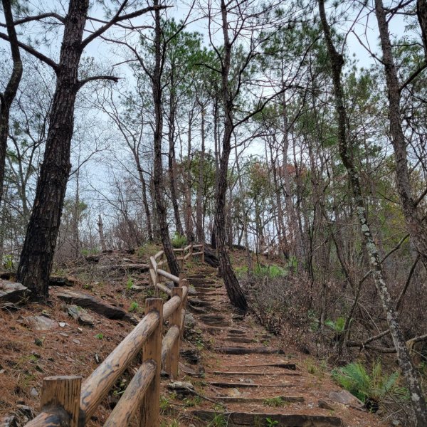 惠蓀林場杜鵑嶺步道1520454