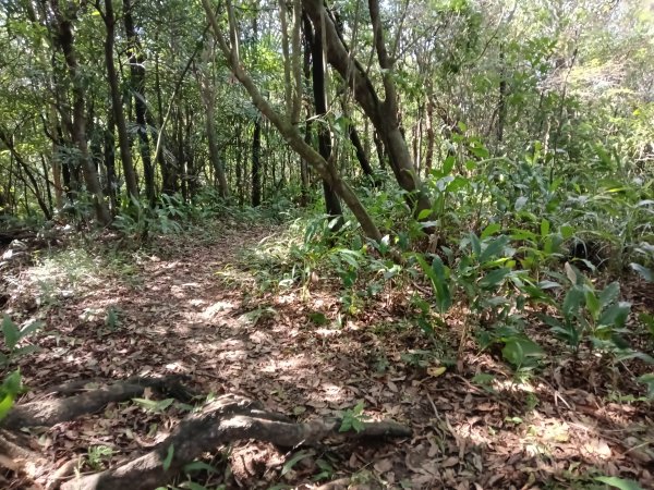 基隆市/萬里區界寮縱走之三界山+三界山西峰+開眼尖山+七分寮山+瑪七產道山泉水接水亭2979579