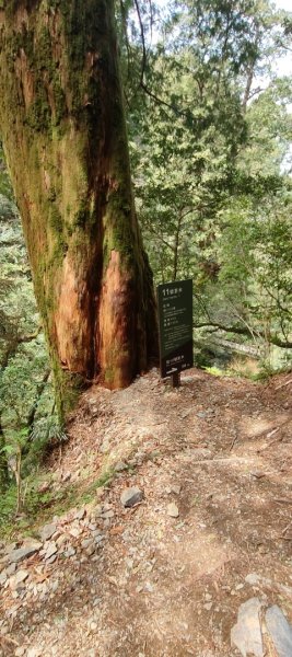 拉拉山國家森林遊樂區2752233