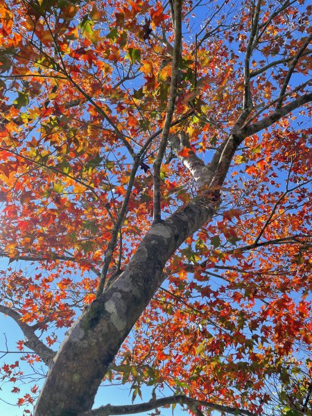 馬拉邦山-楓情萬種1545603