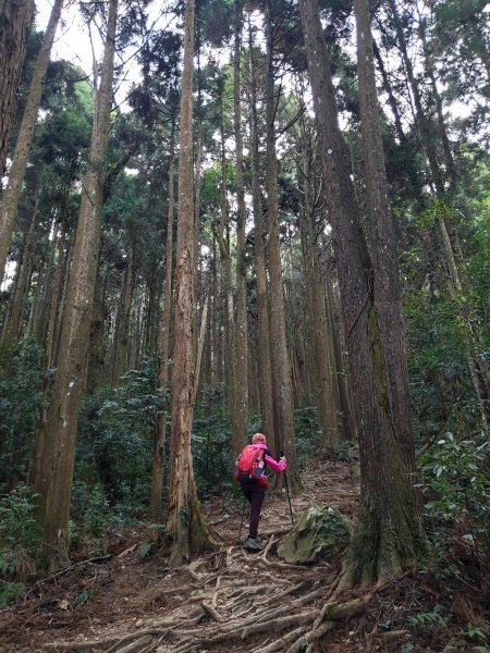 20190209再訪加里山523990