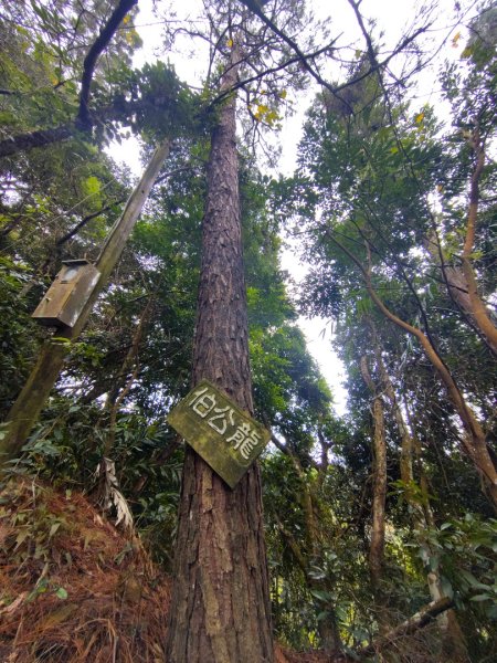 鳳鳴古道 鳳鳴山 南隘勇（南長城）古道 三湖山 八達嶺（龍骨）古道 綠色古道 延平古道2975160