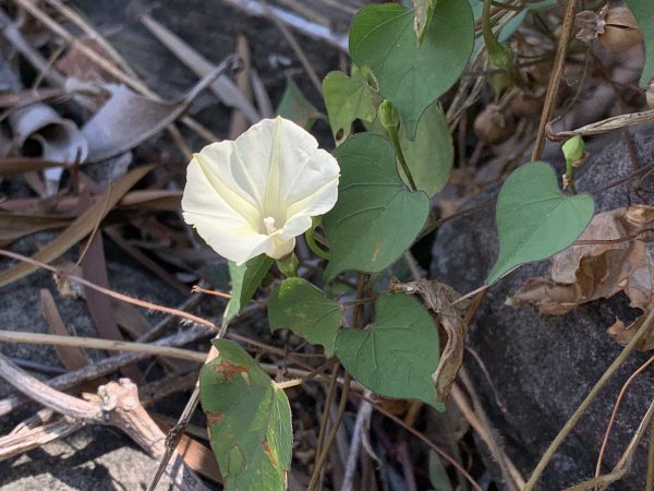 20250503屏東埔姜山東2781514