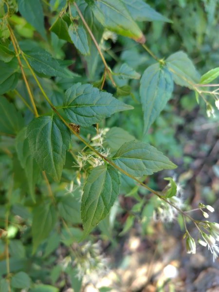 石盤坑 墘溪 橫屏山西峰 橫屏山2890683