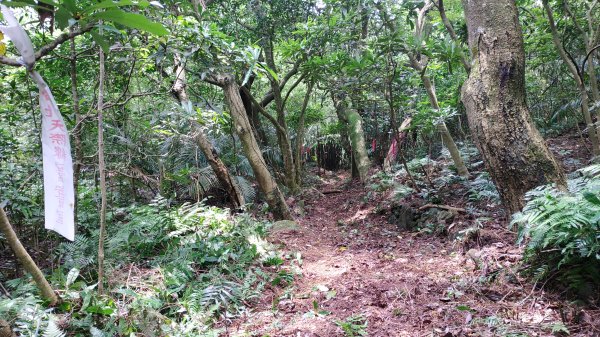 ✅興福寮/巴拉卡舊水管路-開墾地遺址 (全段擴徑增繩.重整完成)2506766