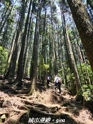 【台中和平】長壽山_肥崠山_山徑3077644