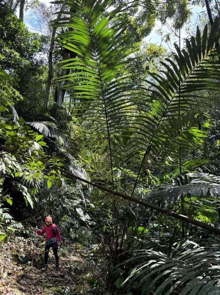 金面山-202503192770611