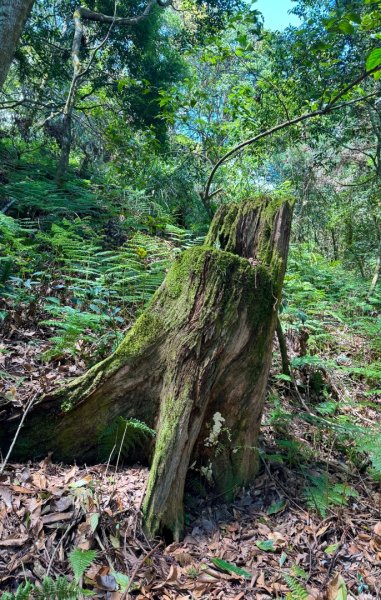 瞭望台-瓊山-望美山-獵人古道2887721