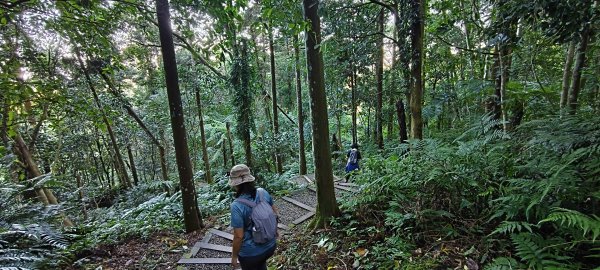 2025/11/22_五指山橫向登山步道+仙洞步道 O型2944191