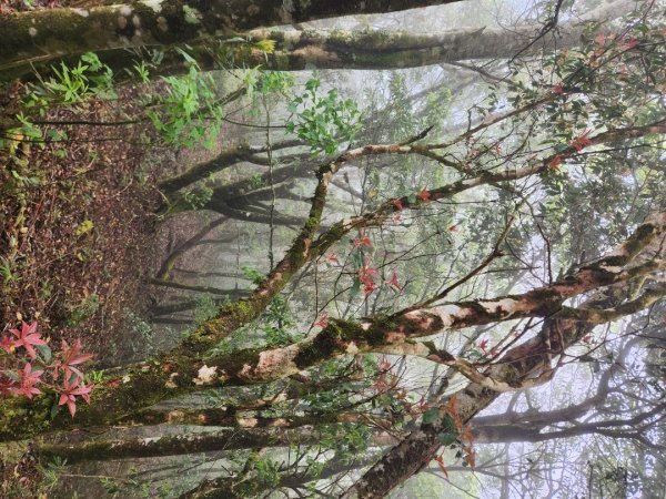 【中級山縱走】魯壁山，東穗山，大島田山，宇老觀景台2771649