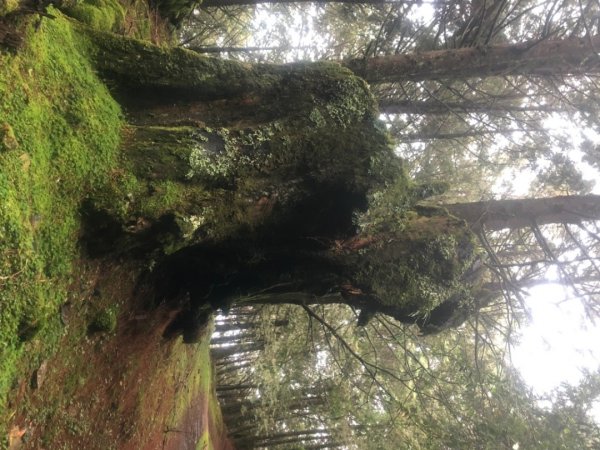 雙龍林道上巒安堂西巒大山1778739