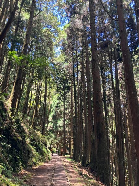 特富野古道(自忠).投信義-嘉阿里山2579424