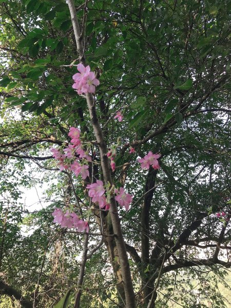 ~ 烘爐地登山步道(南勢角山) ~1626933