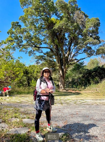 雪山坑登山步道尋巨人2978419