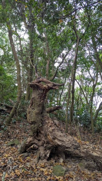 橫龍山、橫龍古道2682913