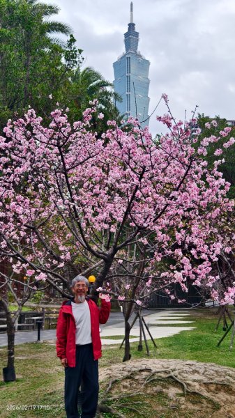 #虎山  #101大樓  #國父紀念館 #河津櫻 #中正紀念堂 2/193002696
