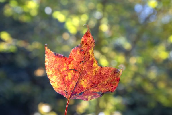 大小劍-油婆蘭全紀錄2674202