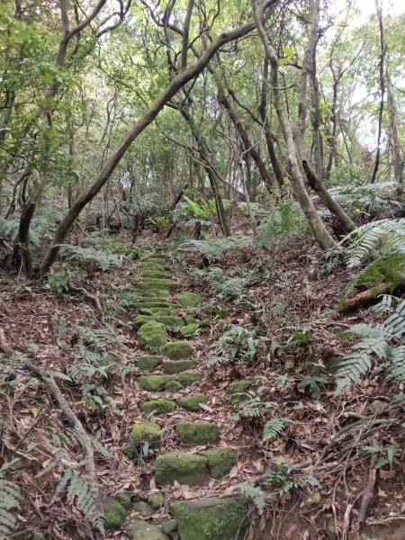 瑞芳區後凹古道+金字碑古道+三貂嶺山+三貂大崙O型2761690