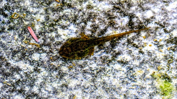 鹿兒島霧島神宮,神水峽3028238