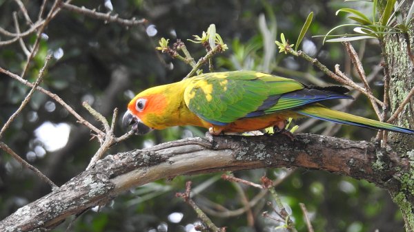 中正紀念堂-花鳥&大屯山雲海（山嵐）2/12703300