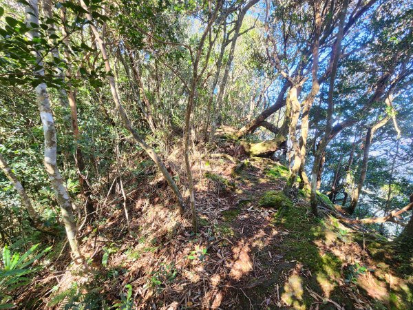 20250112貴妃山那結山外鳥嘴山蓮包山O型2727153