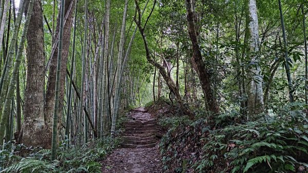 溪頭鳳凰山2387483