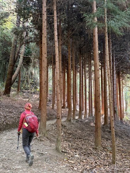 司馬庫斯巨木步道+櫻花祭202602193009432