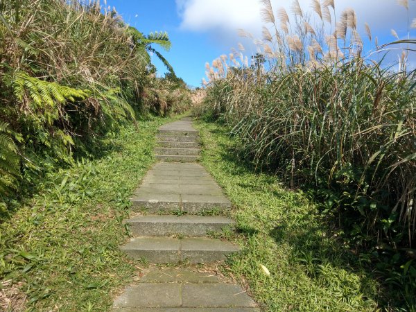 五分山步道登小百岳賞芒行+平溪公路落羽松776139