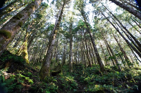 宜蘭 大同 三星山2890388