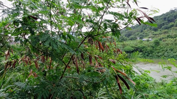 汐止百福自行車道2239605