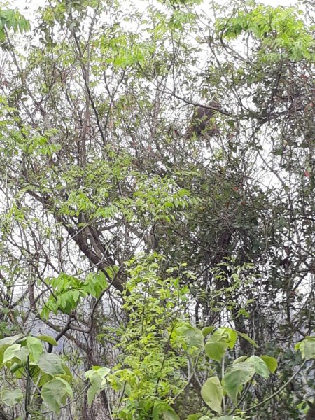 雲林林內龍過脈森林步道20190323550611