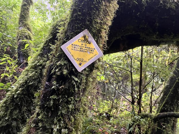 [玉山尋寶任務-01/12] 2025_0726 庫哈諾辛山登山步道2847380