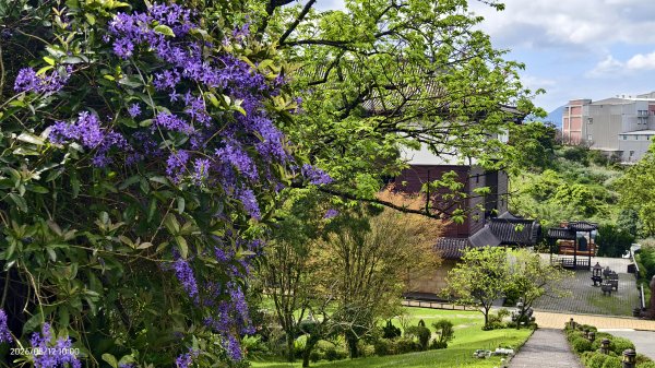 #緣道觀音廟 #北海福座 #萬代福 #黃花風鈴木 #錫葉藤 #青帶鳳蝶 #昭和櫻 #吉野櫻 3/123014053